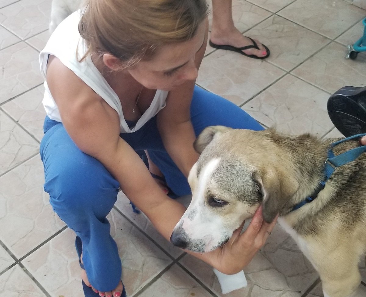 We are so thrilled to have Dr. Sam volunteering with us for the next month. Having a vet is a huge relief. We cannot thank her enough. to learn more go to our web page and check out “Vets Visiting Vieques” #dogsoftwitter #volunteer #vet #vieques #rescuedogs #satos #AdoptDontShop