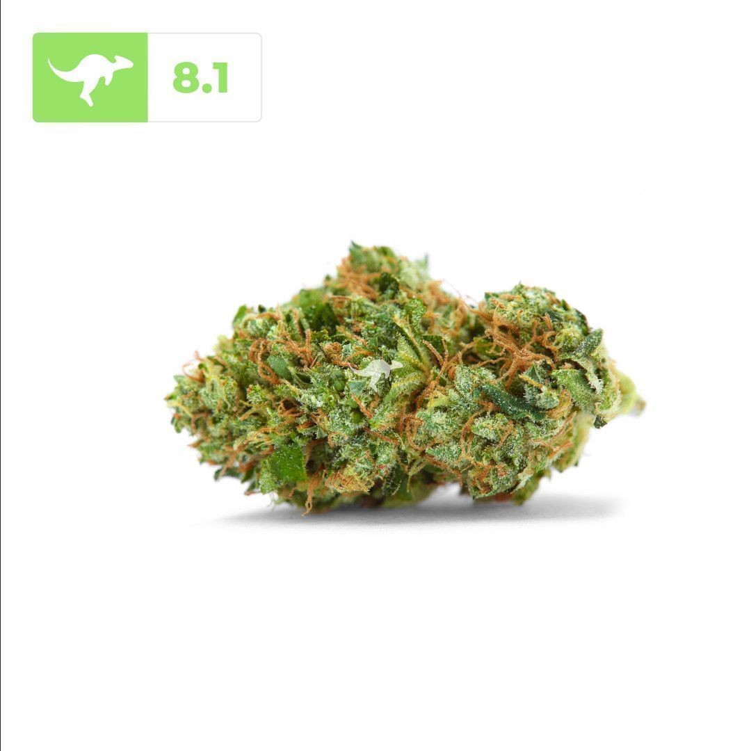 canngaroo's tweet image. AK-47 | #ak47
• 
AK-47 is an award winning sativa hybrid with a sweet, sour, and earthy profile and it is helpful in treating stress, anxiety, depression, insomnia, and pain.
•
Have you tried this strain? Review on Canngaroo and earn rewards!
•