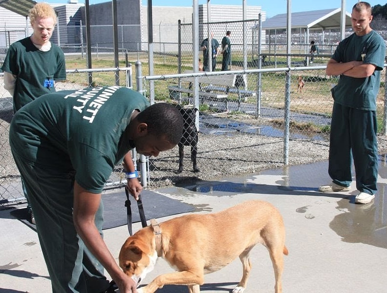 DogEhOfficial's tweet image. Gwinnet County jail adopts out thousandth dog! 🎉 The program pairs canines with inmates for training to get them ready for their new homes. 3yr old terrier mix &quot;Timber&quot; was the lucky dog

#dogprogram #jailprograms #dogadoption #adopteddog #adopteddogs #dogtraining #dogs #dogeh