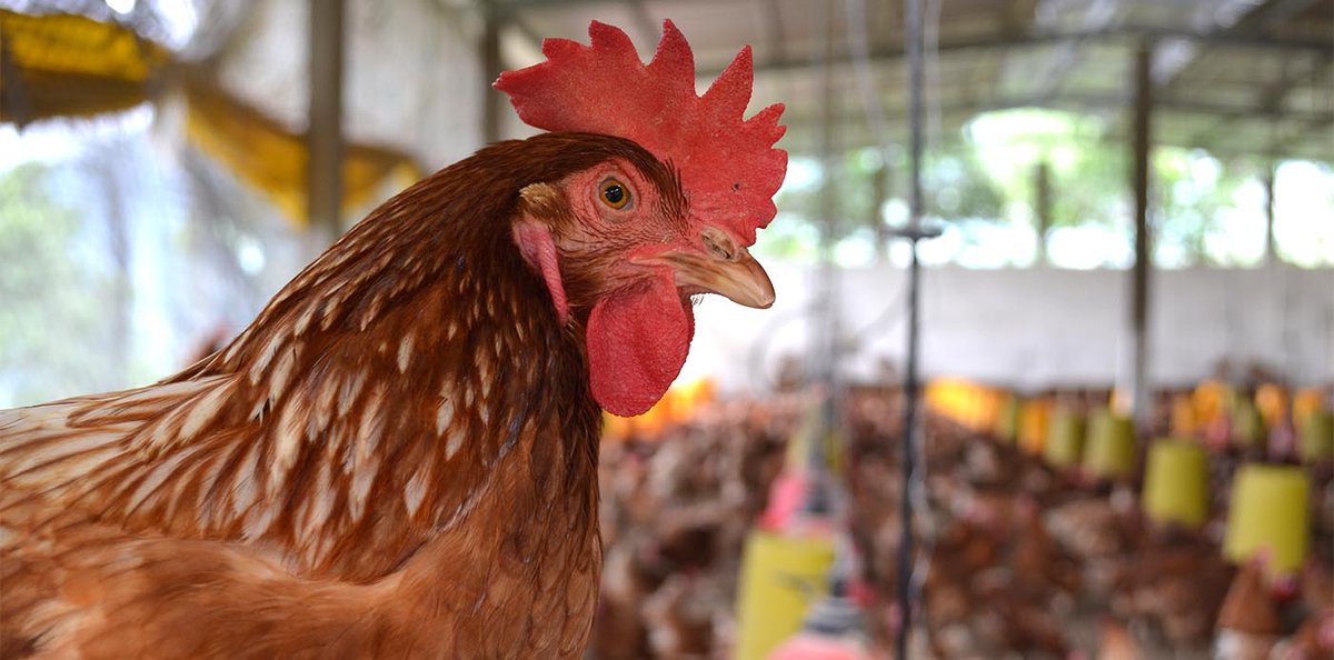 TERMINOS DE REFERENCIA COMPRA POR INVITACION POR LISTA CORTA - DOTACION DE AVES PARA ALFASAN - REPÚBLICA DE HONDURAS

El oferente interesado deberá examinar los términos de referencia en el siguiente enlace: bit.ly/3oxXRe2