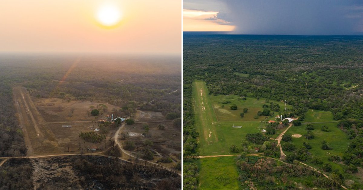 g1's tweet photo. Árvores começam a dar frutos no Pantanal após queimadas e animais são vistos se alimentando; veja antes e depois https://t.co/9tluQRgswu #G1 https://t.co/hFXXQGn0vB