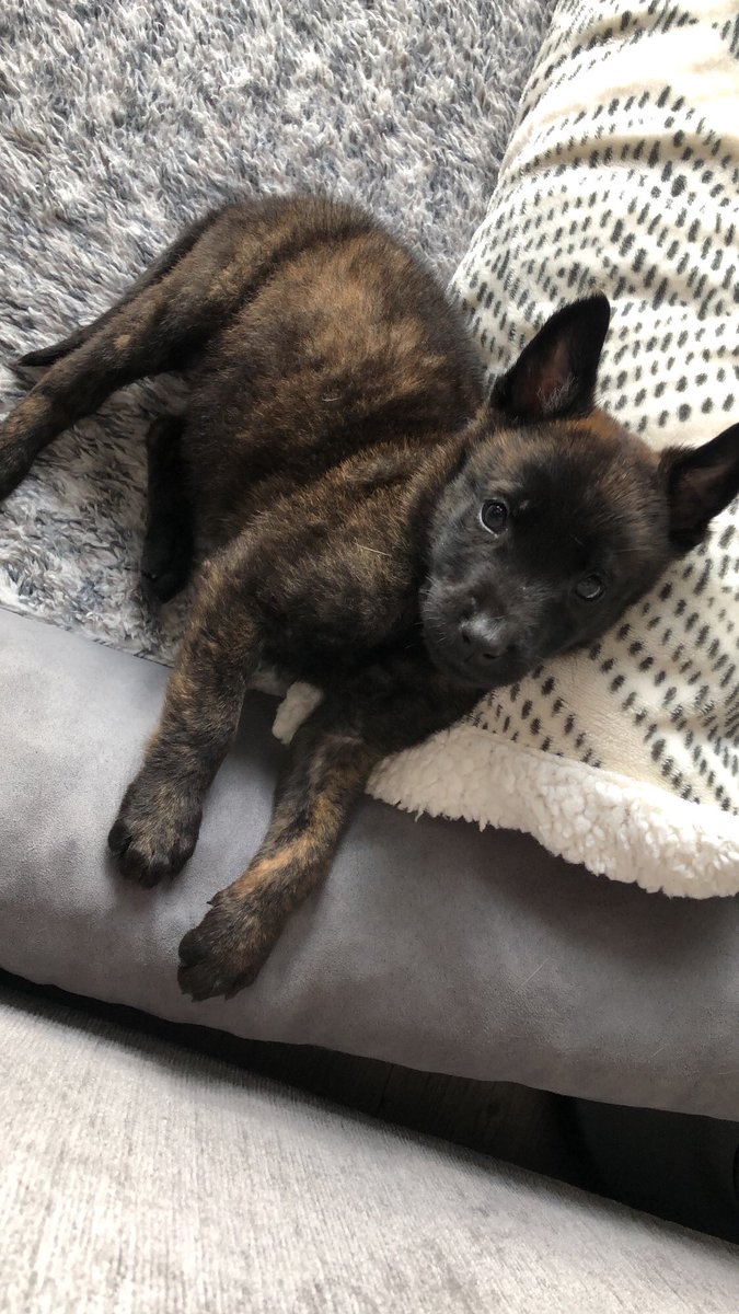 lia_clear's tweet photo. It’s been a total of 6 days and Hugo has taken over anything and everything 🙂 https://t.co/JRR8yzjTfq