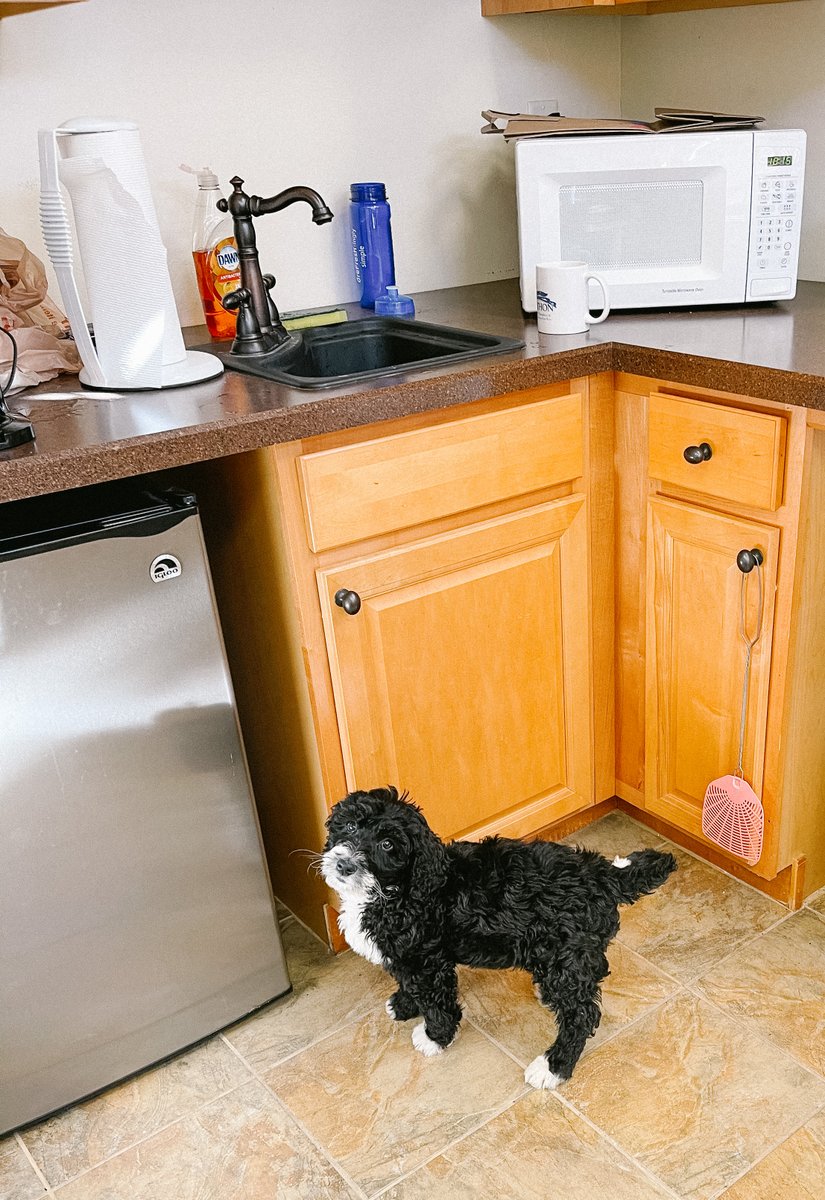 ThreeDogInk's tweet image. #RocketPUPdate:  Rocket Man is ready for his afternoon snack! 🐶🦴🐾