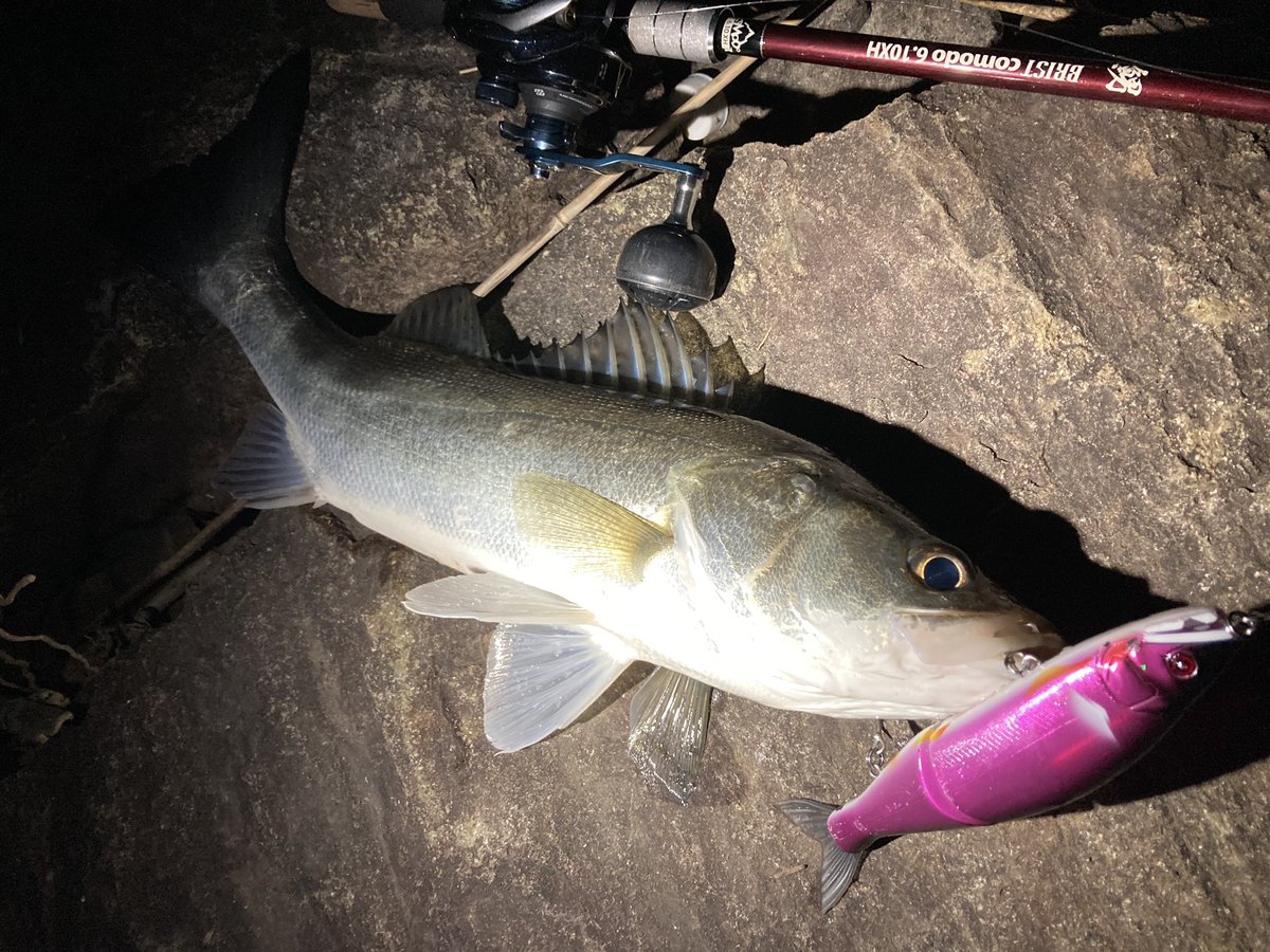 リョーン 久々釣れた ありがとう 友達からもらったジョイクロで ゲットしました 感謝 宮崎 大淀川 ビッグベイトシーバス ジョイクロ178 15ss コモド610xh グラップラー300hg
