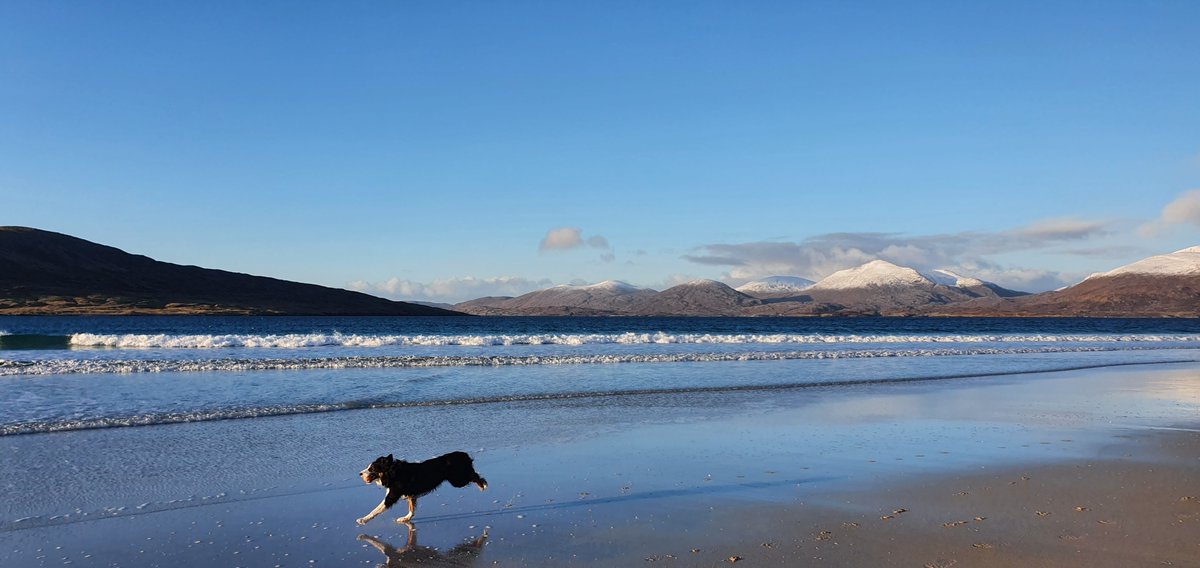 @iaindwelch A lovely day here. I got onto a beach, just in time as apparently we're now in Level 4. Big paddle on Luskentyre Beach. 

#HoorayforDogs #Mossie #bordercollie #dogwalks #LuskentyreBeach #IsleOfHarris