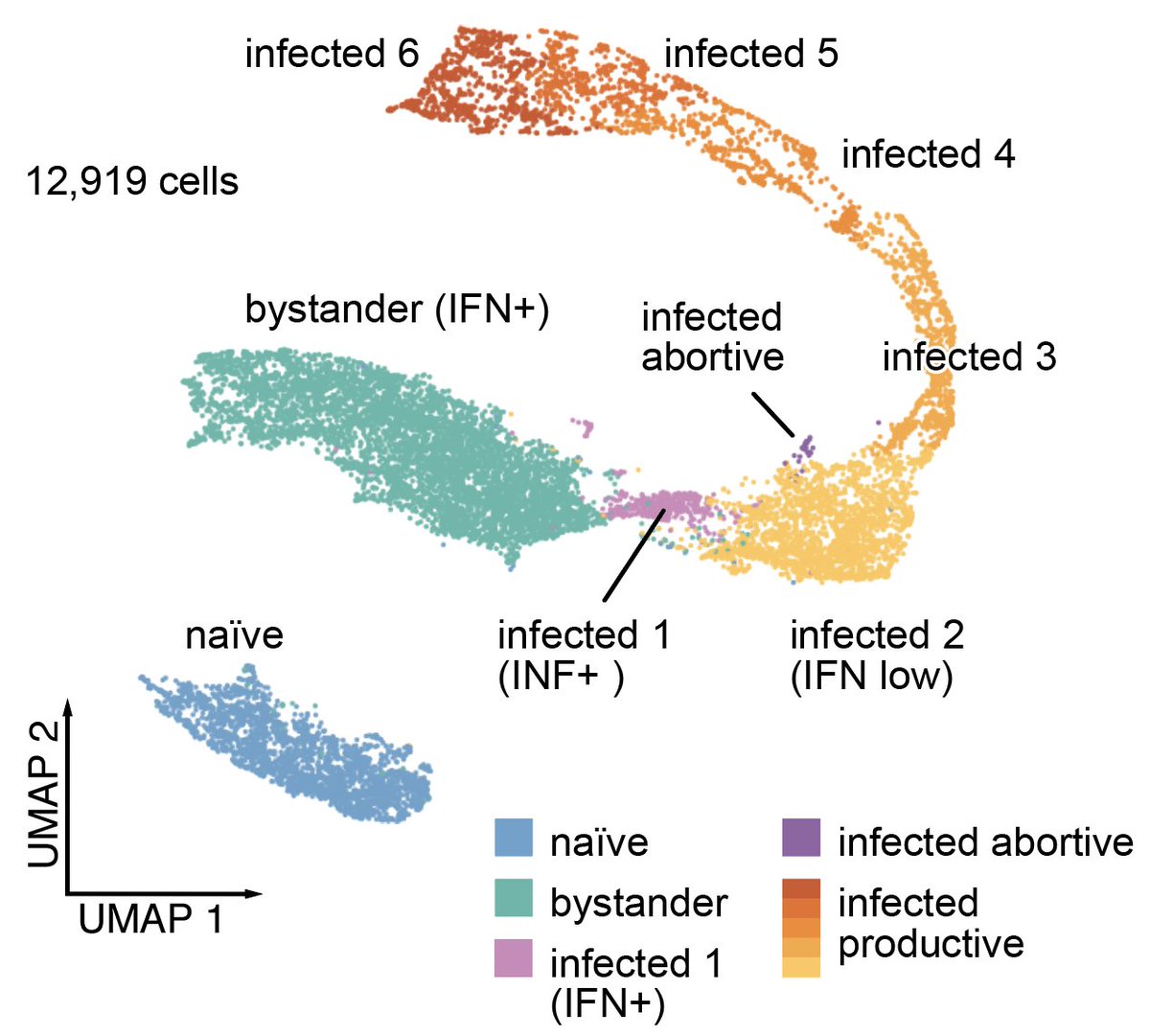 8/ First we needed a baseline for how HCMV infection progresses at the single-cell level. I'll do a separate thread on this. The gist is: fibroblasts can be either naïve, in a bystander state (uninfected, strong IFN resp), or infected (expressing viral genes, suppressed IFN resp)