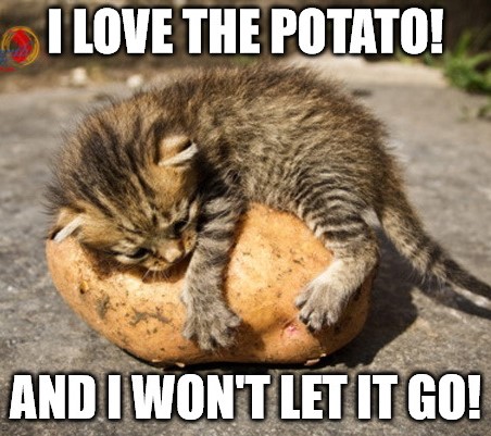 IdahoPotato's tweet photo. No greater love than a kitty and it's Idaho® Potato! 

#CatMemes #IdahoPotato #Love #PotatoFunny #PotatoPuns #puns #memes #Potatomemes #PotatoJokes #jokes #FridayFunny #IdahoPotatoes https://t.co/kWRW2ubMJt