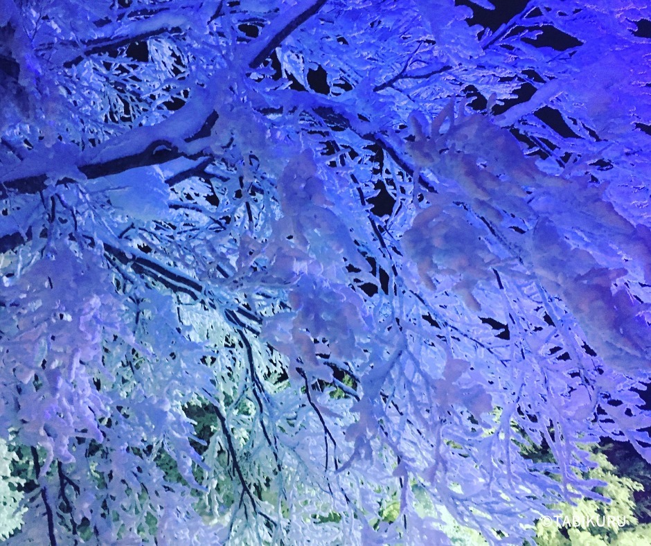 tabikuru_global's tweet photo. How beautiful ice trees! You only can see them under special conditions. Zaou mountains across Yamagata and Miyagi is a famous spot where you can see perfect ice trees. Let's visit the silver mountain!
#icetrees #juhyo #zaou #yamagata #miyagi #snowmountain
#tabikurujapan https://t.co/XM37eAnrps