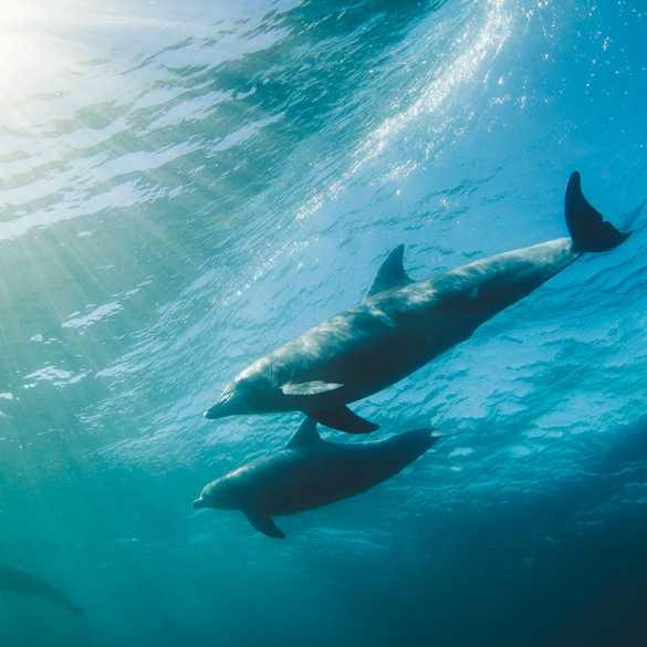 CetaceanQuants's tweet photo. Why Listening to Dolphins Matters: Looking for Language and Universal Patterns of Communication in Nonhuman Animals. Dr. Denise Herzing funded project to Feb 28, 2023. #CetaceanQuants
The details:
https://t.co/nLPxK3FVZJ https://t.co/mpXjuyS6WY