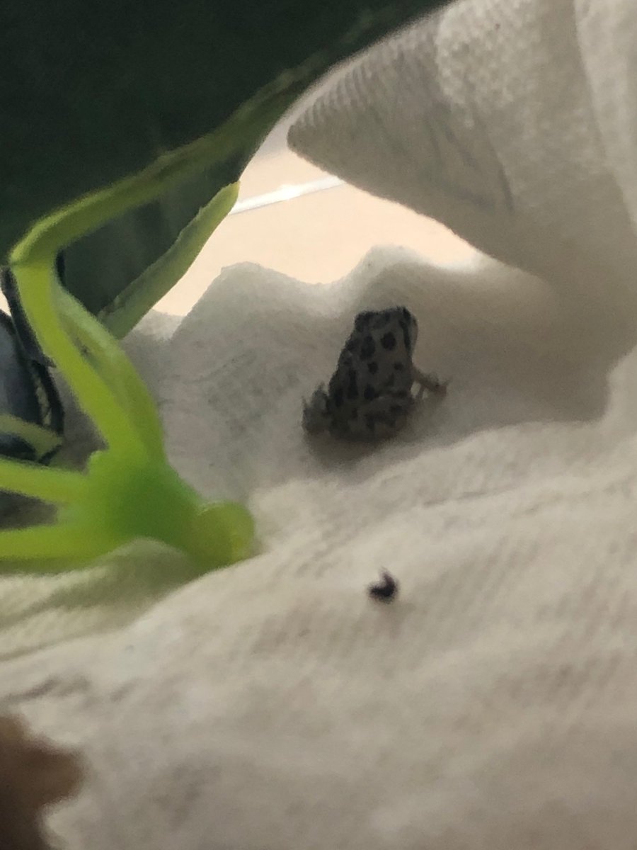 We have 🐸! Investigating carry over effects of tadpole exposure to endocrine disrupters. <a href="/JackTOrford/">Jack Orford</a> <a href="/Martin_J_M_34/">Jake M Martin</a> <a href="/lesley_alton/">Lesley Alton</a> #BobWongLab #MonashEcology