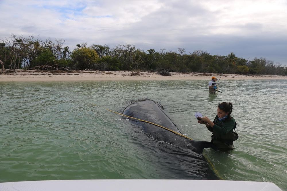 Two people are in the water with a whale. 
