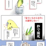 危険だから絶対にダメ!？インコにコップを使ってはいけない理由!