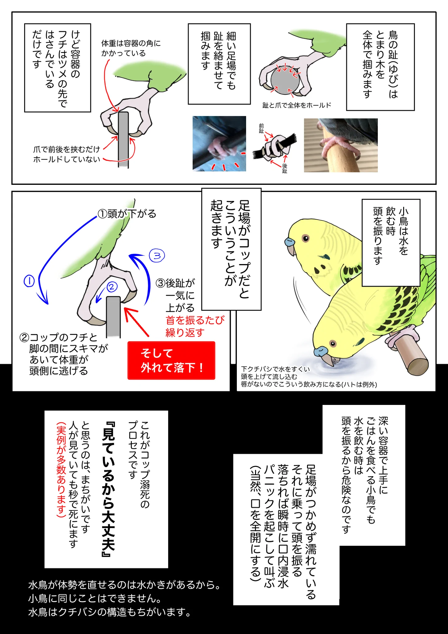 危険だから絶対にダメ！？インコにコップを使ってはいけない理由！