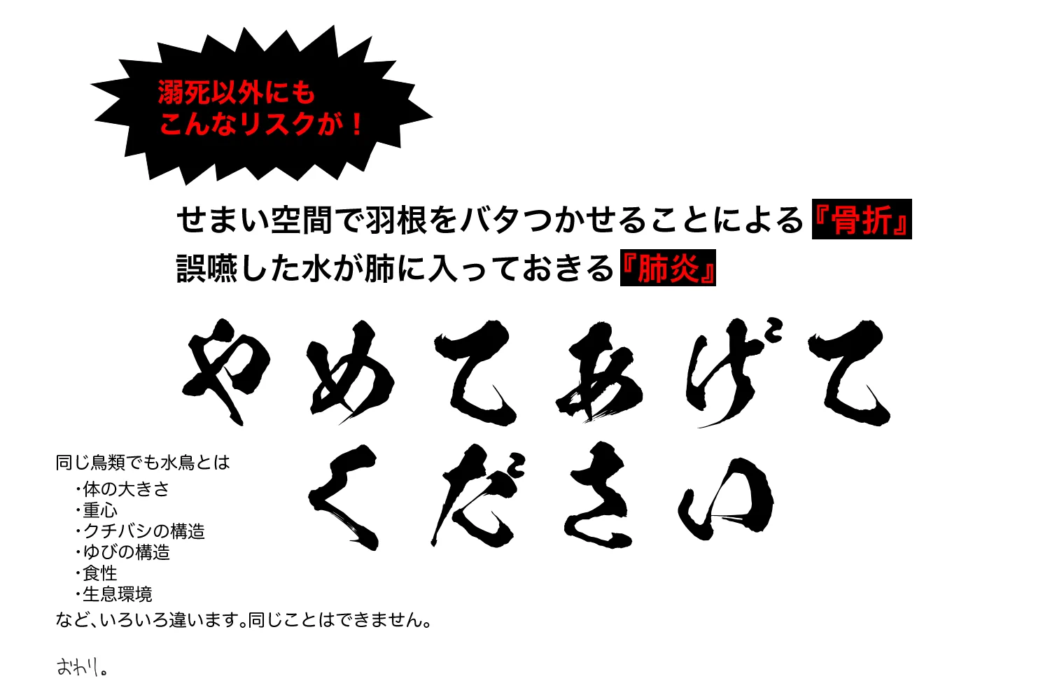 危険だから絶対にダメ！？インコにコップを使ってはいけない理由！