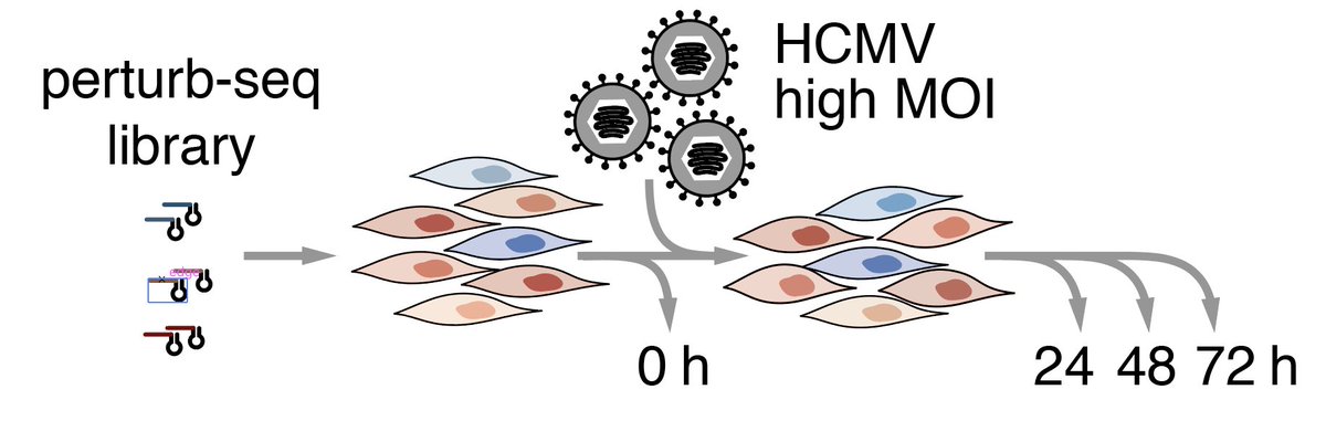 11/ But what about viral factors? Great question!We next did a CRISPRn experiment where we target both host and viral factors, and hit the cells with a lot of HCMV in order to get as many infected cells as possible.