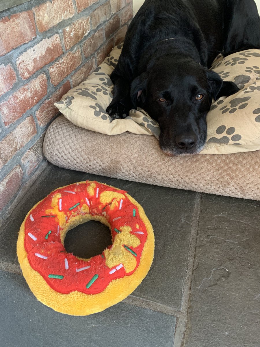 ShadowLakeDog's tweet photo. Well, I had that #FridayFeeling until I mysteriously hurted myself so now...not so much. Now Iโm resting my way into the weekend. #kindabummed #gettingspoiled #dogcelebration https://t.co/jTYx6HvWv8