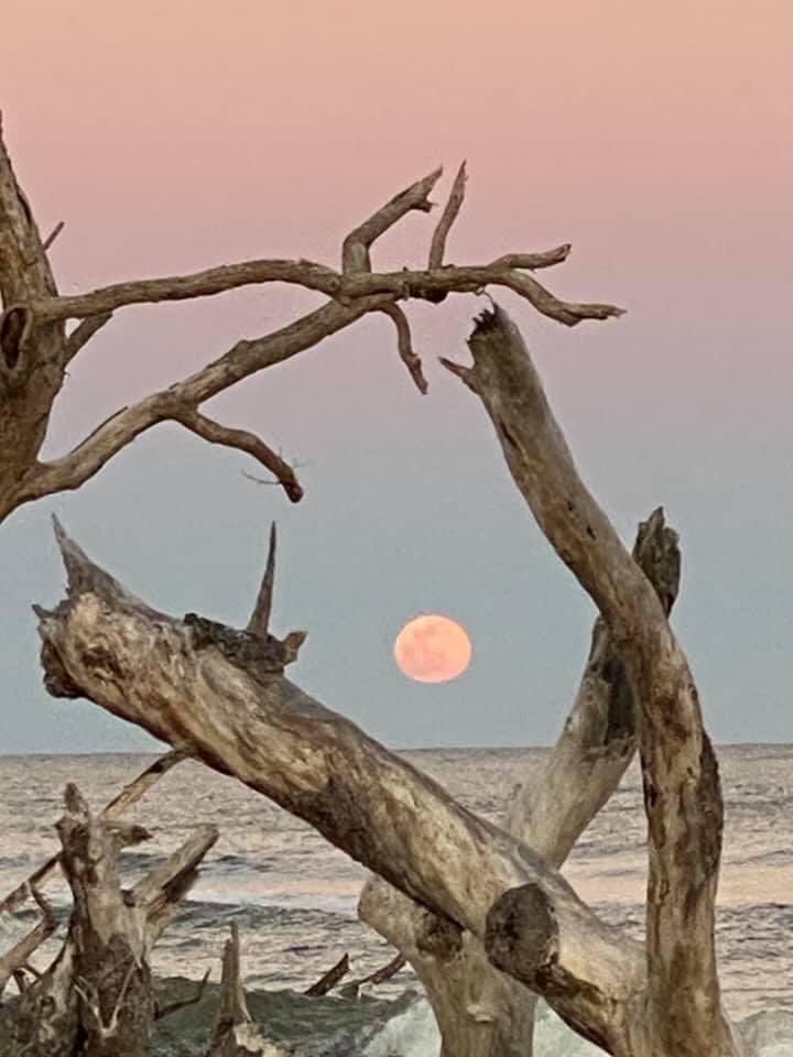 #WOLFMOON 🌕

<a href="/HuntingIslandSP/">Hunting Island State Park</a> 
#lubft 

📷: Norma Cooler