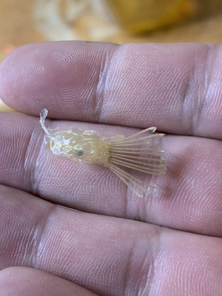 あのフジツボの抜け殻がこんなにエイリアンっぽくてカッコイイものだったとは なんかゾワゾワくるな Togetter