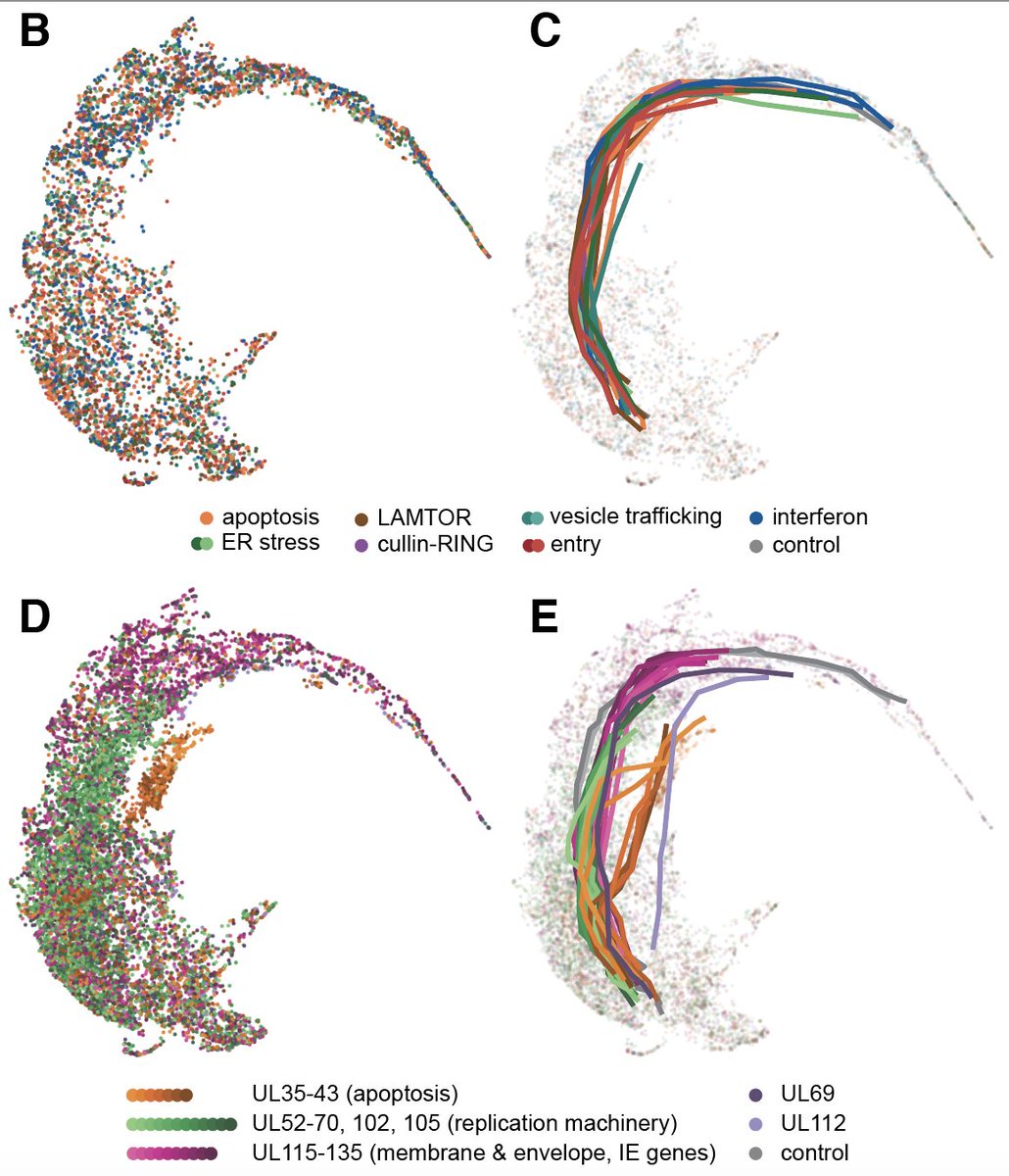 12/ The most striking finding was that targeting viral genes not only changes how fast and how far cells progress during infection, but it changes the trajectory of infection, i.e. which viral genes get expressed at what time and in which quantities.