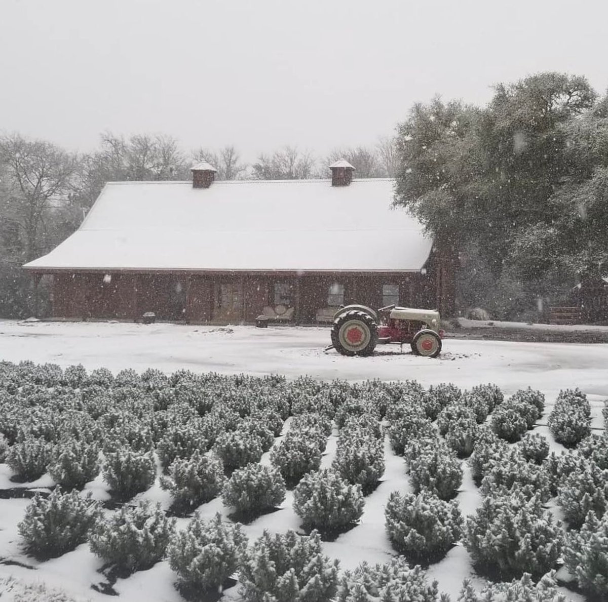 visitbrenham's tweet image. Sharing one of our favorite shots of the snow earlier this month from @laceyfarmstexas: How&apos;s this for a Texas lavender farm and wedding venue?
#VisitBrenham #BurtonTx