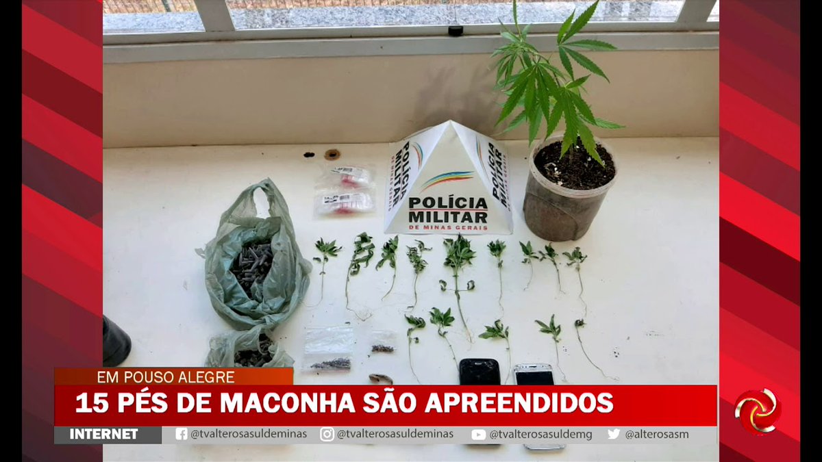 Eradicating drug trafficking: Minas Gerais Military Police seize "15 marijuana plants"