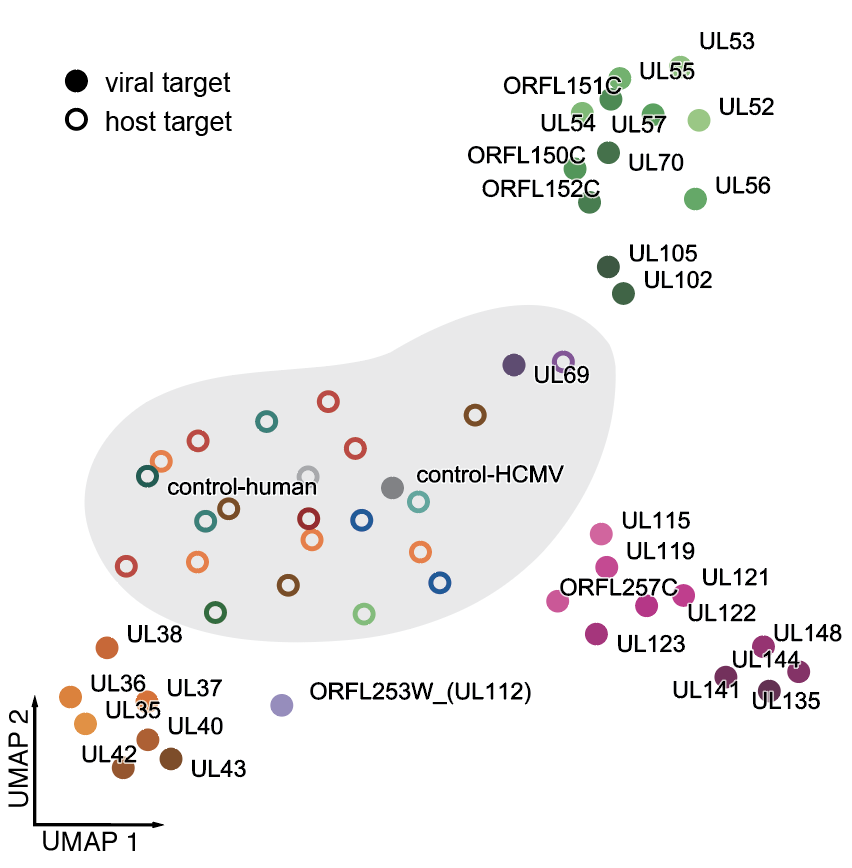 14/ and once again, UMAP is your friend: here's a picture of the similarities of the different trajectories, showing 3 main groups, plus the maverick genes UL69 and UL112. Targeting these causes distinct gene expression programs, hinting at roles in transcriptional regulation.