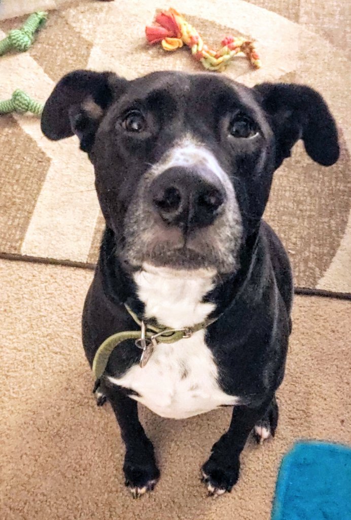 MinniMorpho's tweet photo. Oliver says "Hewwo hoomans! I can has tweets and belly wubs??" ✨💖✨#puppylove #DogsofTwittter #Labrabull https://t.co/imtYLMyWCQ
