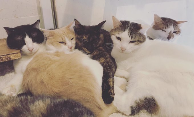 天神駅近くでおすすめの猫カフェ4選 たくさんのかわいい猫ちゃんと触れ合える Pathee パシー