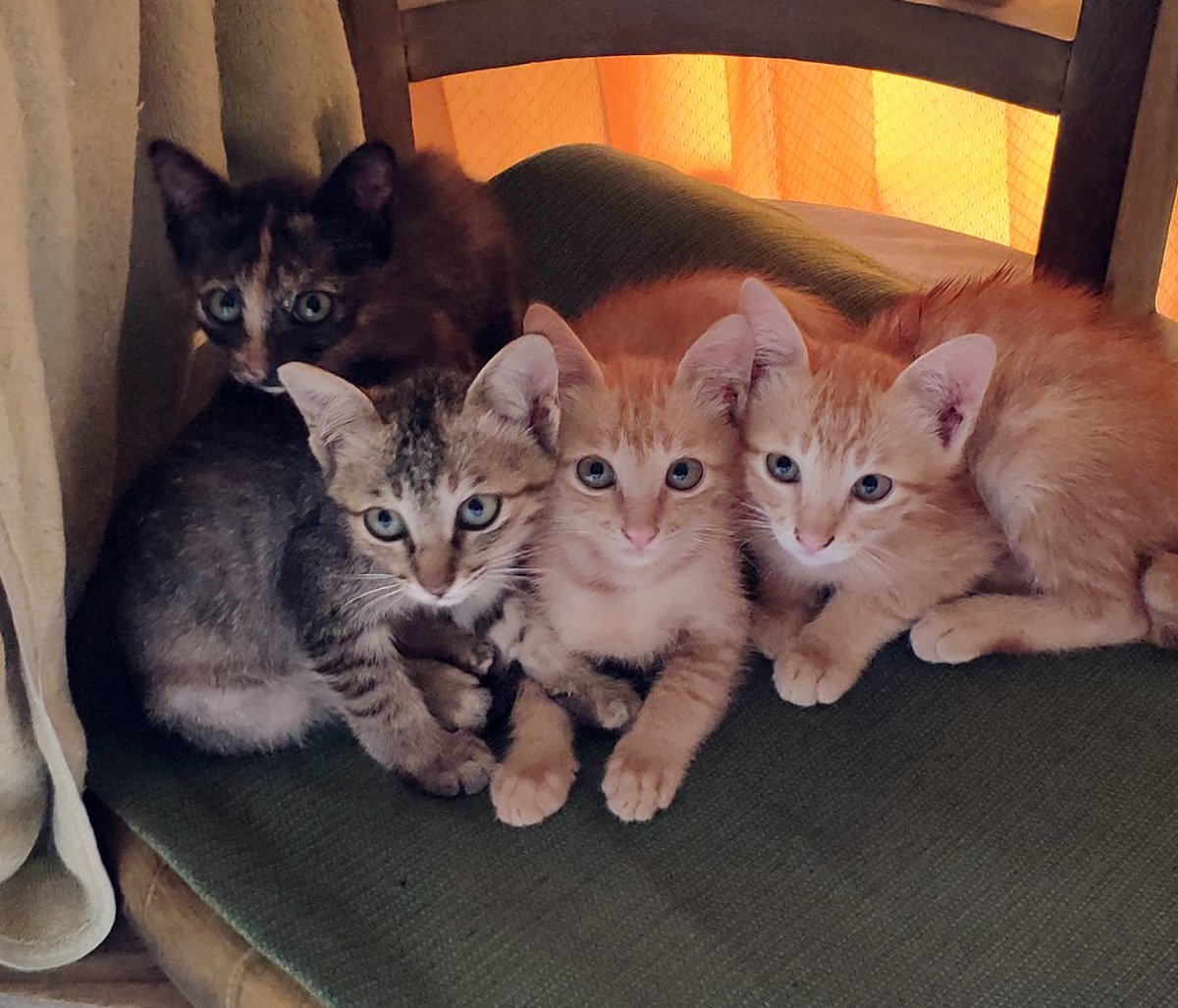 holocanthe's tweet photo. Our kittens / Nos chattons 🐱
https://t.co/Wd9COyvpOb
 #potichats #chattons  #kitten #cat  #chats #chat #cats #kittensoftwitter  #diving #scuba #lolcats https://t.co/ukDp9pxOa0