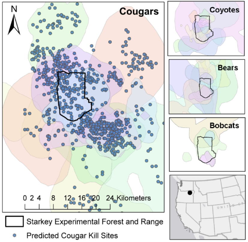 Here are the home ranges of collared individuals around or field site at Starkey Experimental Forest in OR. Blue dots are cougar kill sites identified over the course of the study. That is not a trivial amount of carrion! Mostly elk followed by deer at killsites. Low deer density
