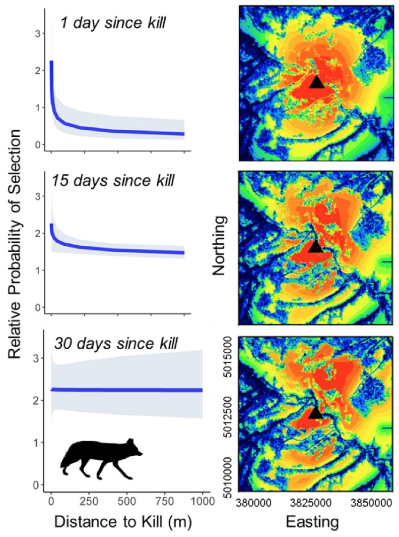 Coyotes and bears both avoided cougars. Coyotes were very strongly attracted to cougar kills and avoided canopy cover. The attraction lasted for ~30days. The cold-warm colormap represents avoidance-attraction. Strong attraction to kill placed in a grassland. Dark areas are forest
