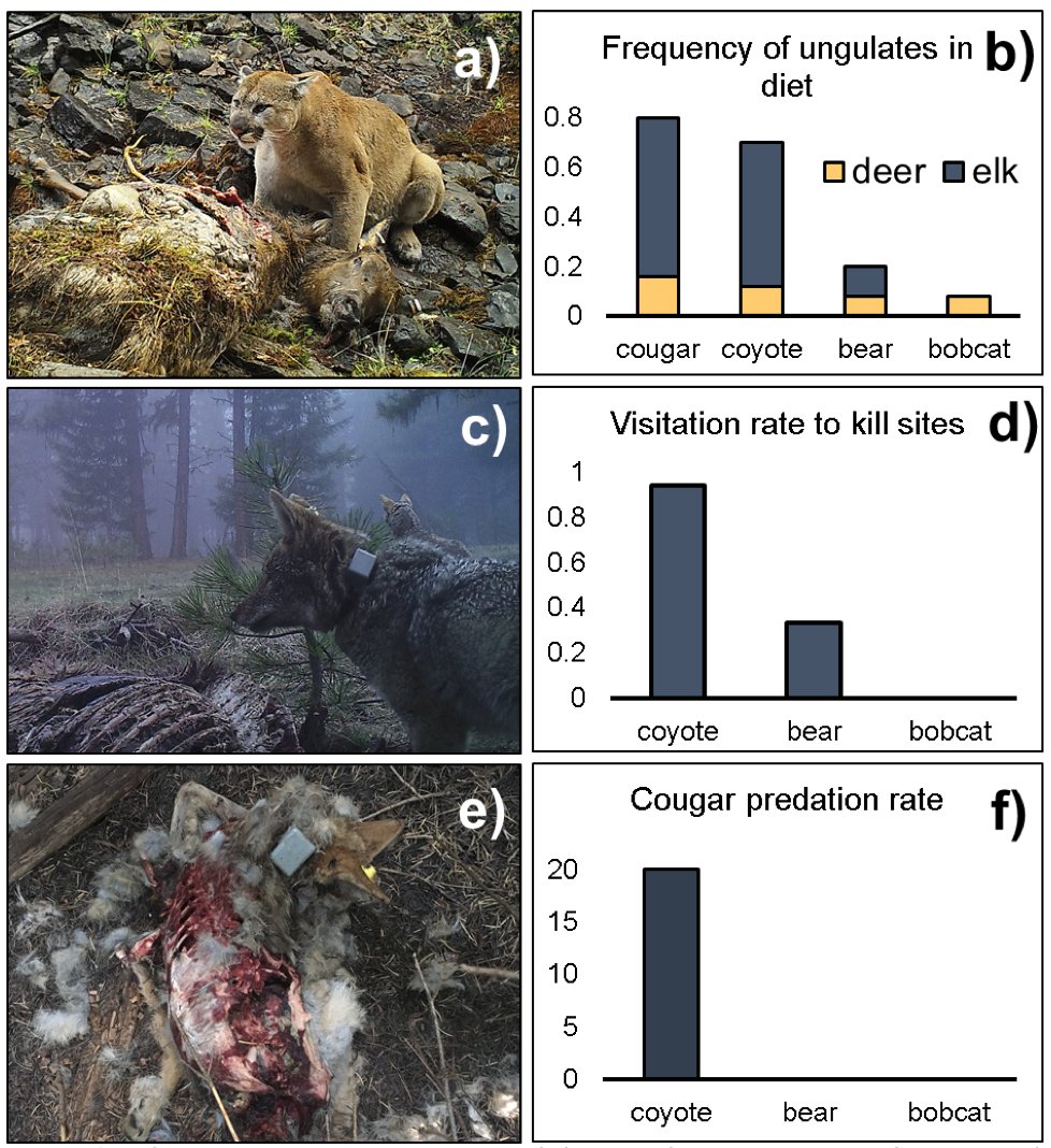 In contrast, bobcats didn't respond behaviorally to cougars or kills. DNA metabarcoding found that coyote diets were VERY similar to cougar diets. The large proportion of elk suggests that MOST of their food is from scavenging kills. They visited almost every video-monitored kill