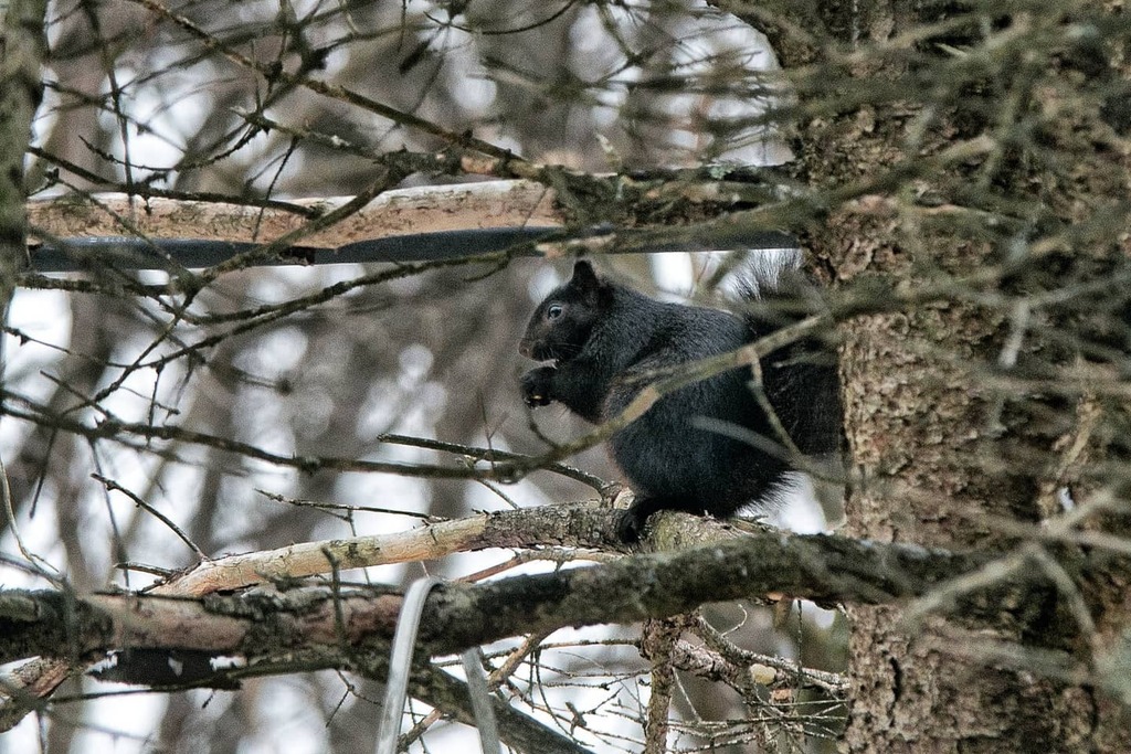 One of our sweet backyard #Squirrels

#BackyardWildlife #pure