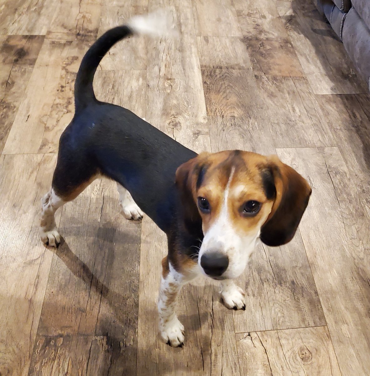 It's official...I'm 100% #Beagle! Mommy &amp; Daddy didn't believe me, so they asked <a href="/embarkvet/">embarkvet</a> to confirm. Check out the full results here: embk.me/barcantony  #DoggyDNA #BeaglesOfTwitter