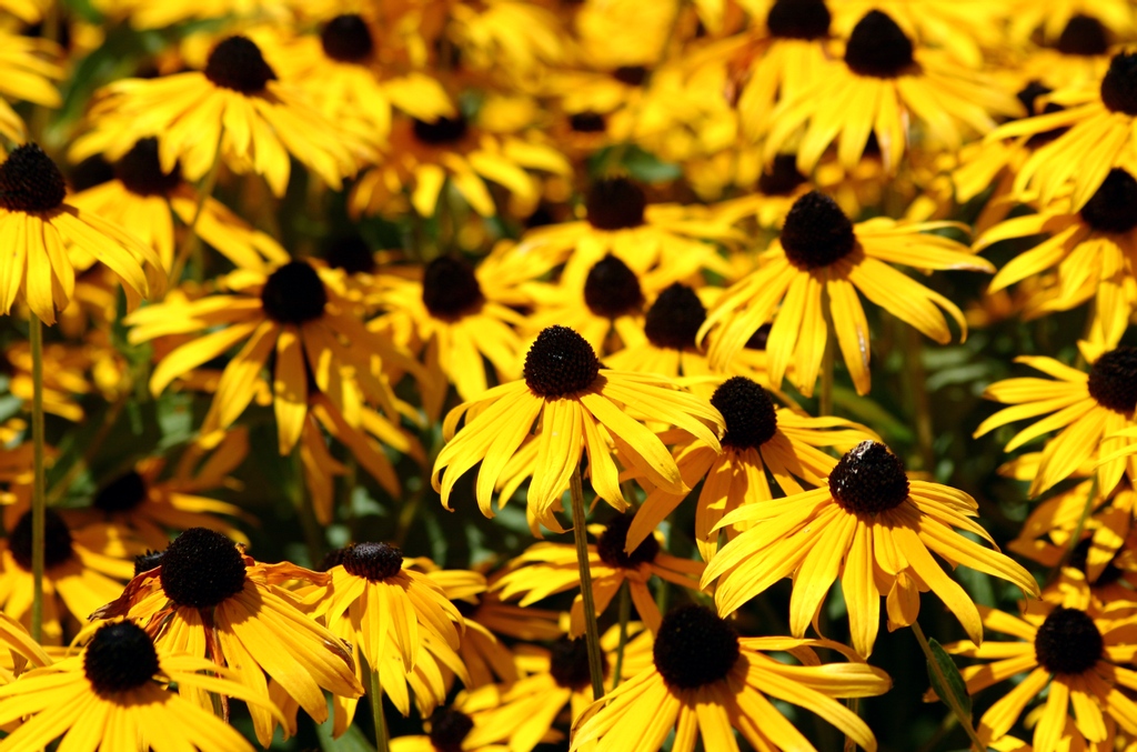 What are your goals this year? Just list 4. You've got to have limits, right? I want to lose weight, maintain my new blog elfallyear.com, keep our budget, and build my #faith with #God. I want to hear yours!