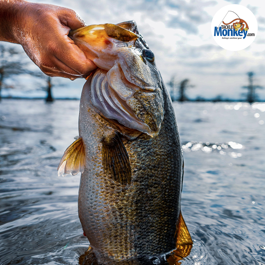 Tackle Monkey Bass Fishing tweet media