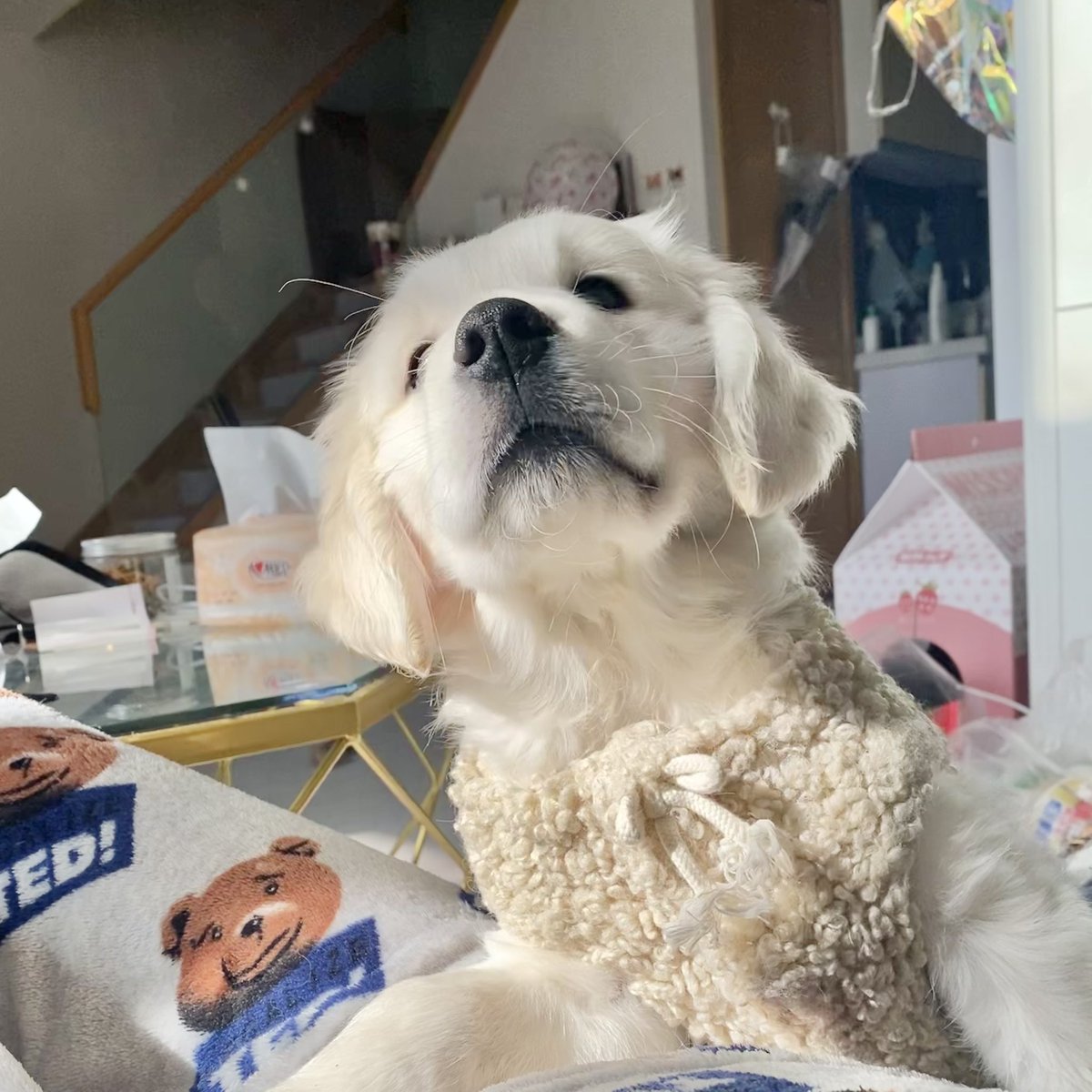 MMMeowlian's tweet photo. Our new family member 🌻
#goldenretriever https://t.co/eKZjkxioar