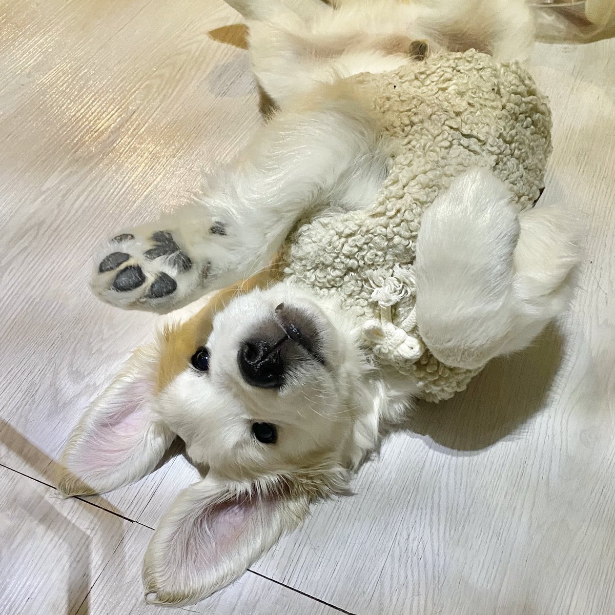 MMMeowlian's tweet photo. Our new family member 🌻
#goldenretriever https://t.co/eKZjkxioar