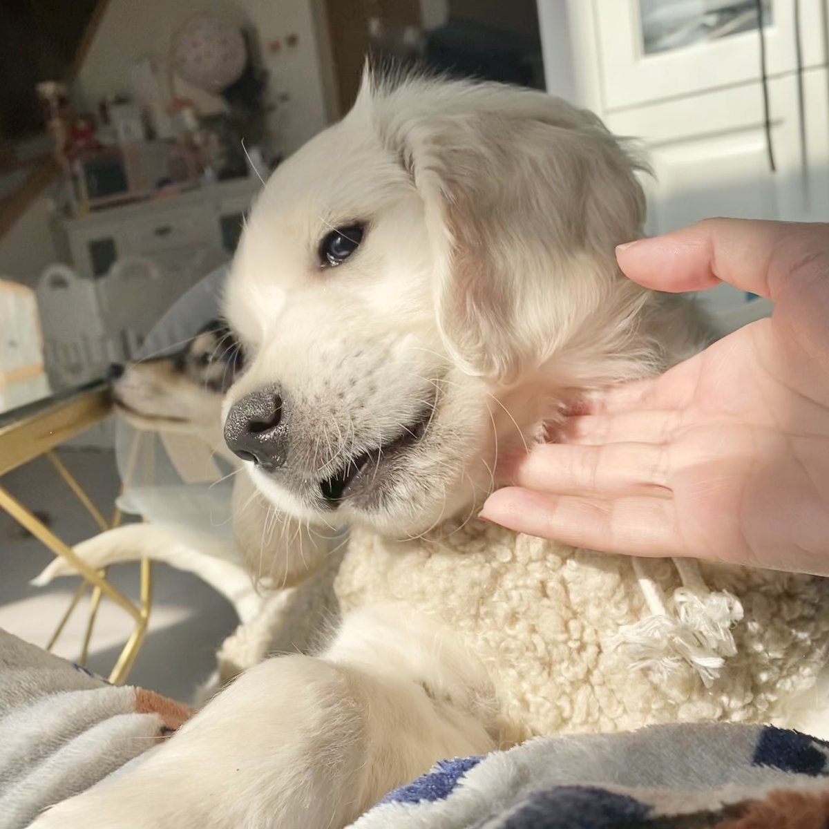 Our new family member 🌻
#goldenretriever