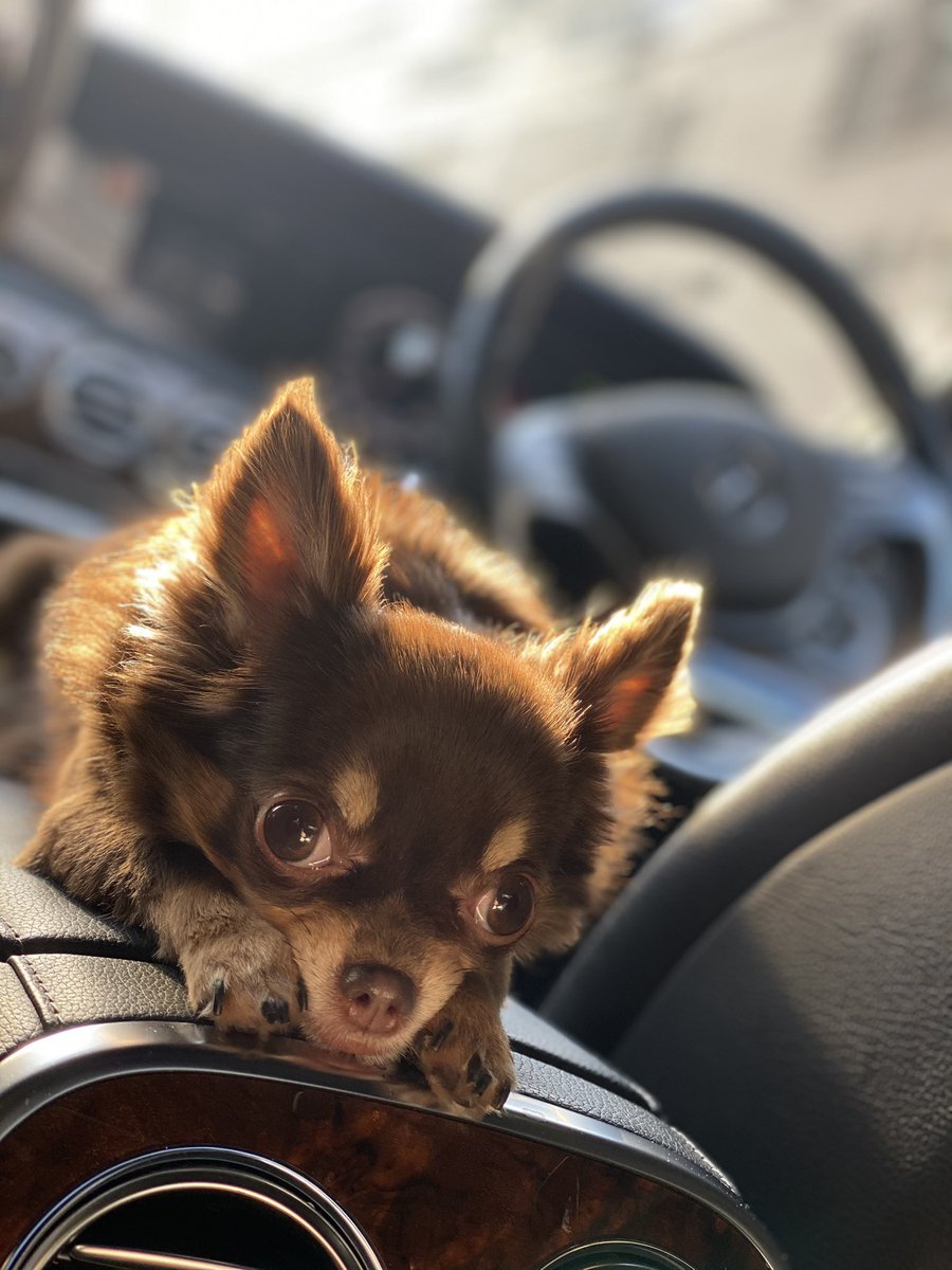 おりこう犬 おりこう犬