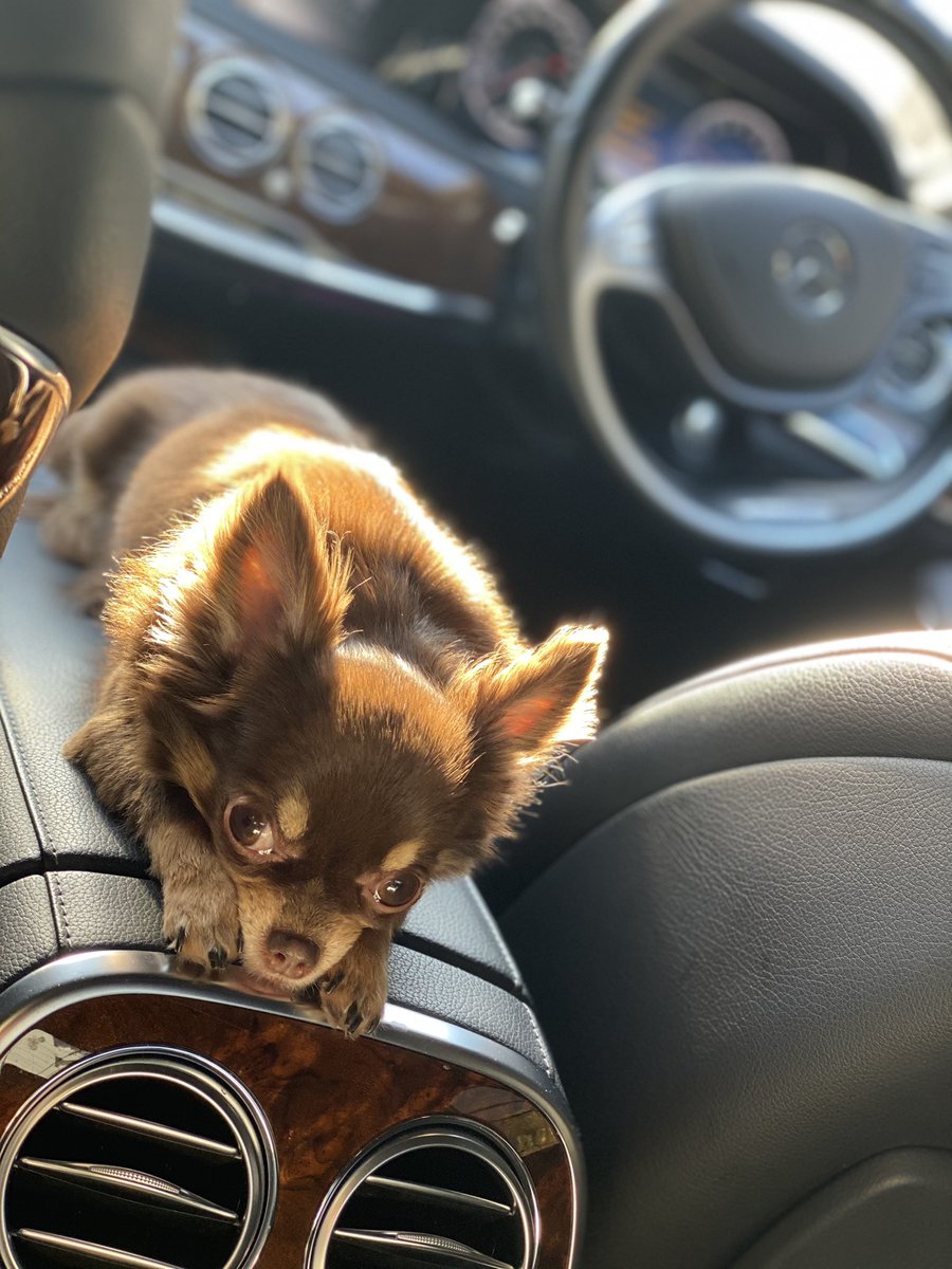 おりこう犬 おりこう犬