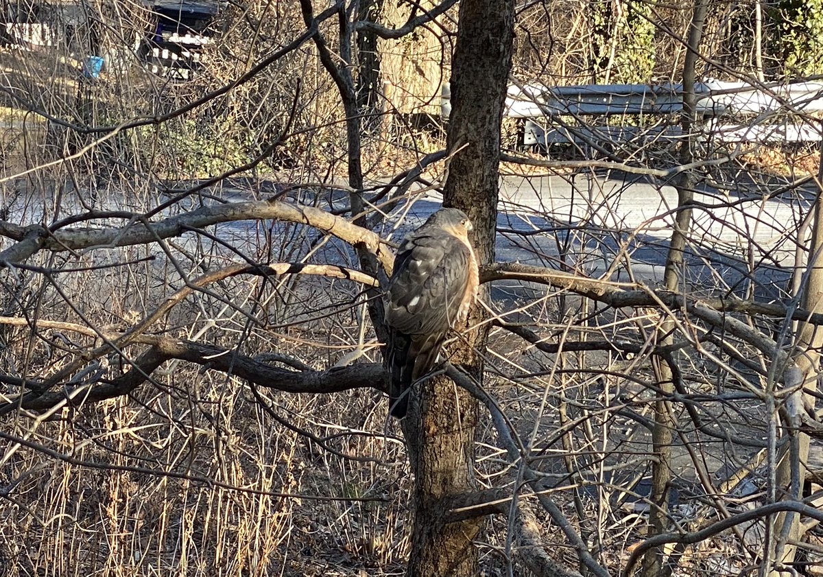 This #sharpshinnedhawk is hanging out with us this winter. It is perched in this #Quercusbicolor and often hides in #Rhododendronmaximum ,  #nativeplants I planted to attract #wildlife #ifyoubuildittheywillcome #wildlifehabitat #TwitterNatureCommunity #BirdTwitter #birds