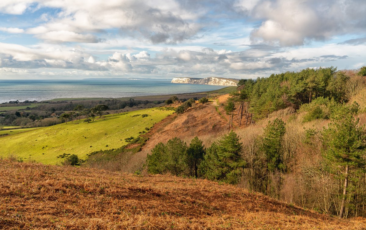Mottstone Common, Isle of Wight, It's not all mud at the moment #isleofwight #trees #landscapephotography #wintervibes