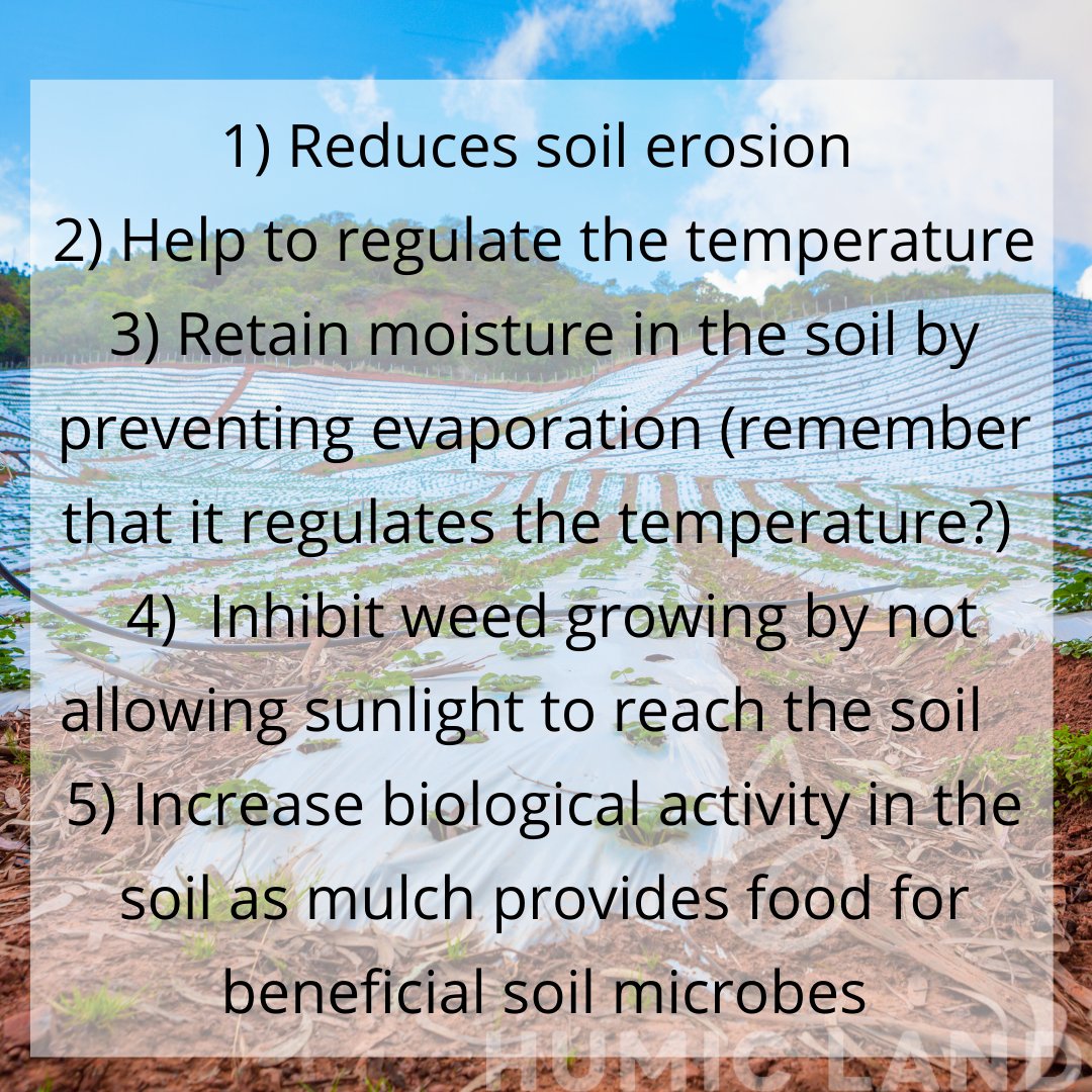 Mulch is any organic material that covers the soil. Next time you harvest leave crop residues on top of the soil. Mulching is a common practice among #strawberrygrowers in northern climates. #farmthesoil #regenerativefarming #organicfarming #soilhealthmatter #farming  #covercrop