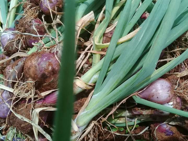 ButonZain's tweet photo. "Kami bangga memiliki petani-petani yang ulet dan berhati mulia, Karena menjadi petani sangat berkontribusi bagi pemenuhan kebutuhan hidup manusia"
_Pemuda Desa Windu Makmur Peduli Petani_

#Bawang_Windu
#Kabupaten_Buton_selatan 
@sandiuno
@Kementrianpert1 https://t.co/uifqqQezut