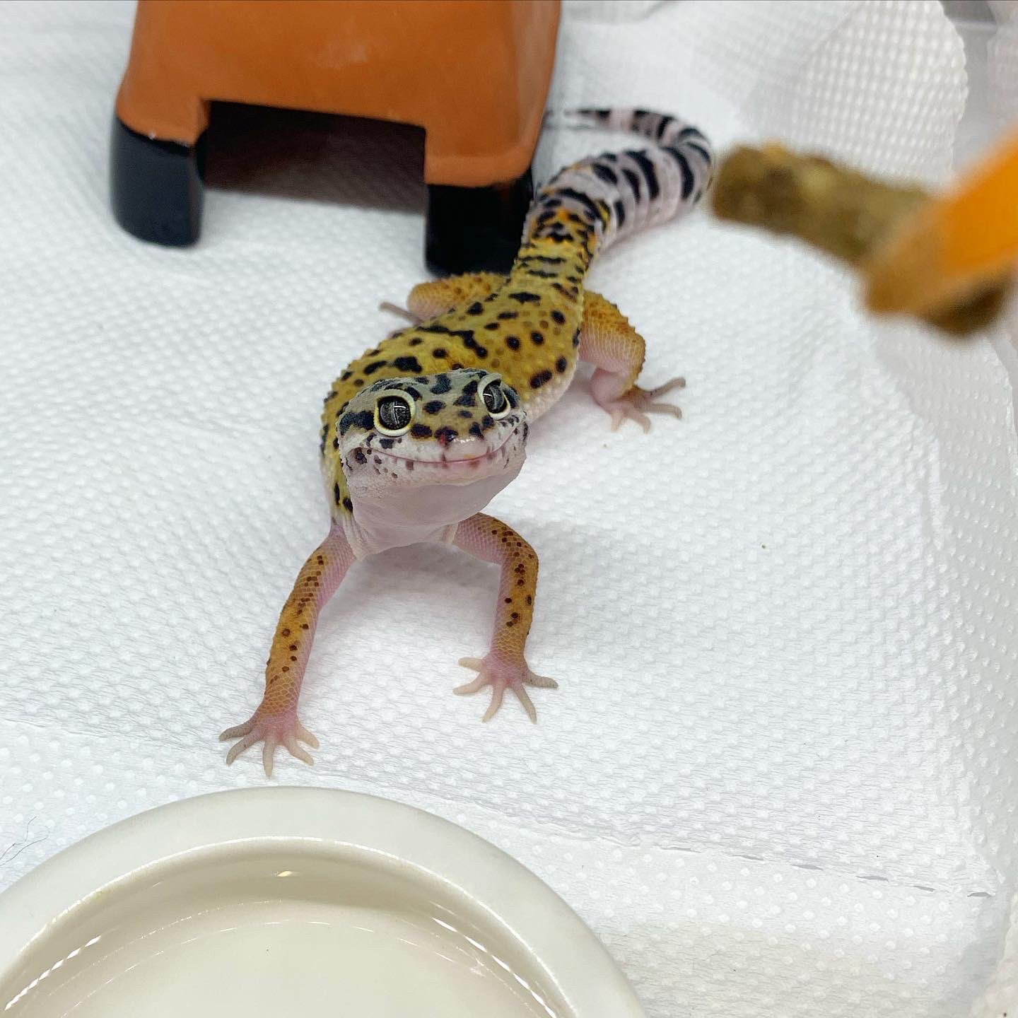 レオパの目の種類は何種類 レオパの選び方や上手な付き合い方とは Eizan S Pet Life