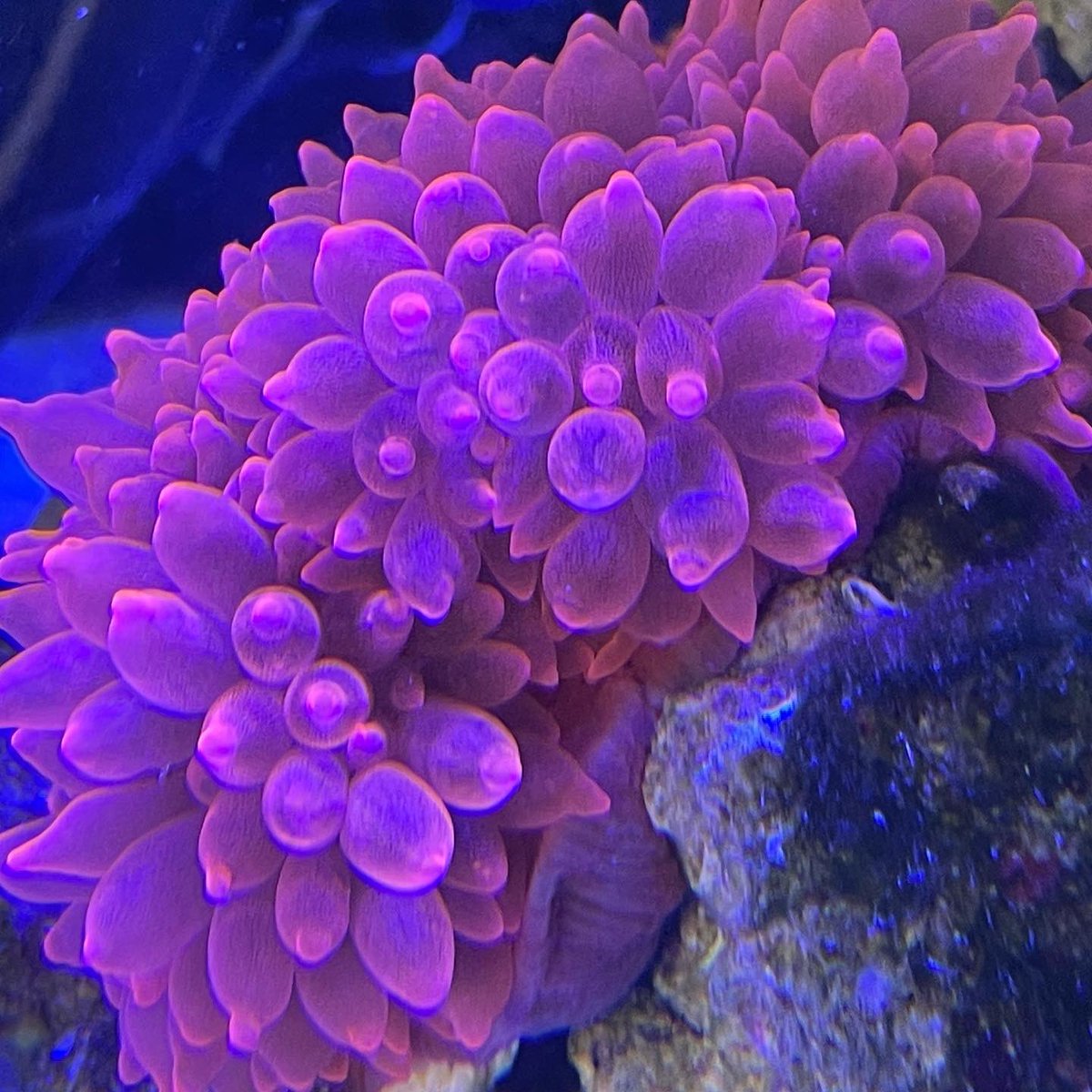 Fairladyz370 今朝アクアギフトから購入したサンゴイソギンチャクレッドが届きました めっちゃ綺麗です 海水魚 サンゴ サンゴイソギンチャク 海水魚水槽 イソギンチャク マリンアクアリウム