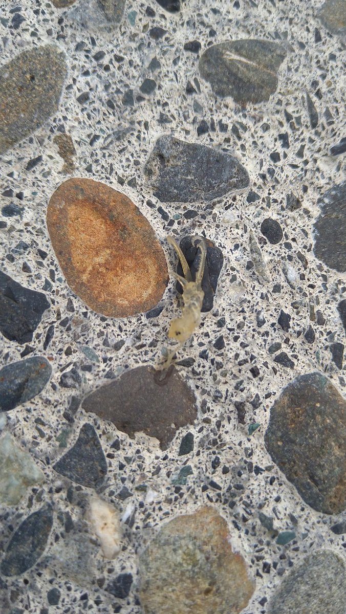 あのフジツボの抜け殻がこんなにエイリアンっぽくてカッコイイものだったとは なんかゾワゾワくるな Togetter