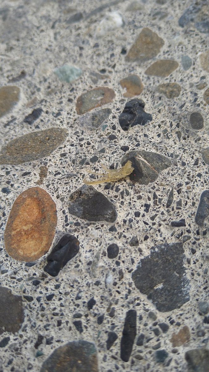 あのフジツボの抜け殻がこんなにエイリアンっぽくてカッコイイものだったとは なんかゾワゾワくるな Togetter