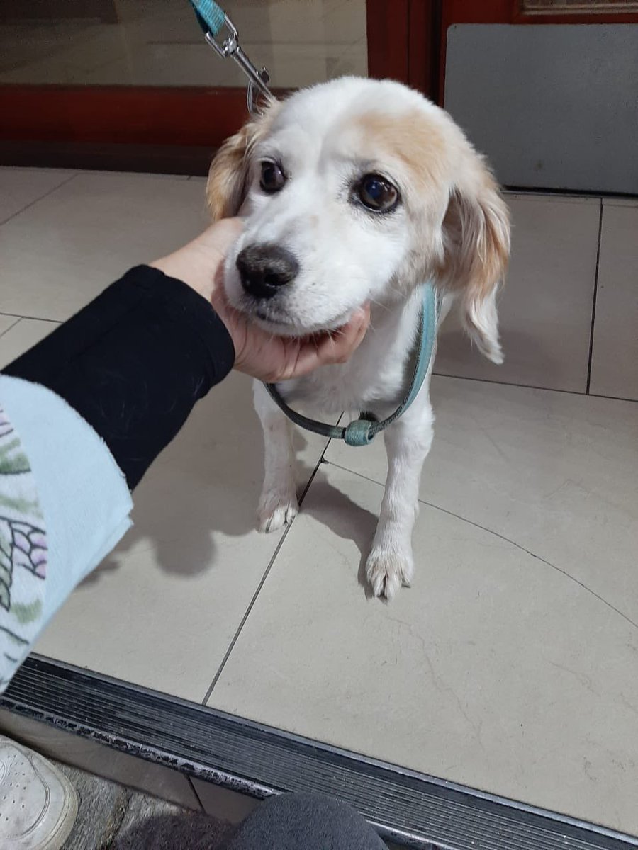 Hola! Me encontré esta perrita en metro irarrazabal estuvieron a nada de atropellarla. Es viejita,creemos se escapó de una peluquería porque tiene el pelaje recién cortado y esta demasiado limpia. La tengo retenida y estoy buscando a sus humanxs.  Por favor difundir.
